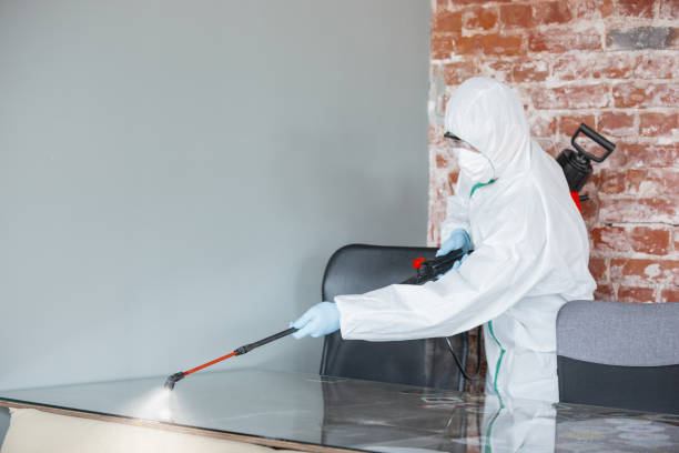 Best Basement Mold Removal  in USA